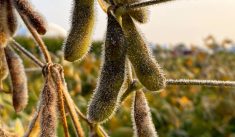 Soybean pods are laden with dew in the early morning at Discovery Farm Woodstock on Sept. 12, 2024.