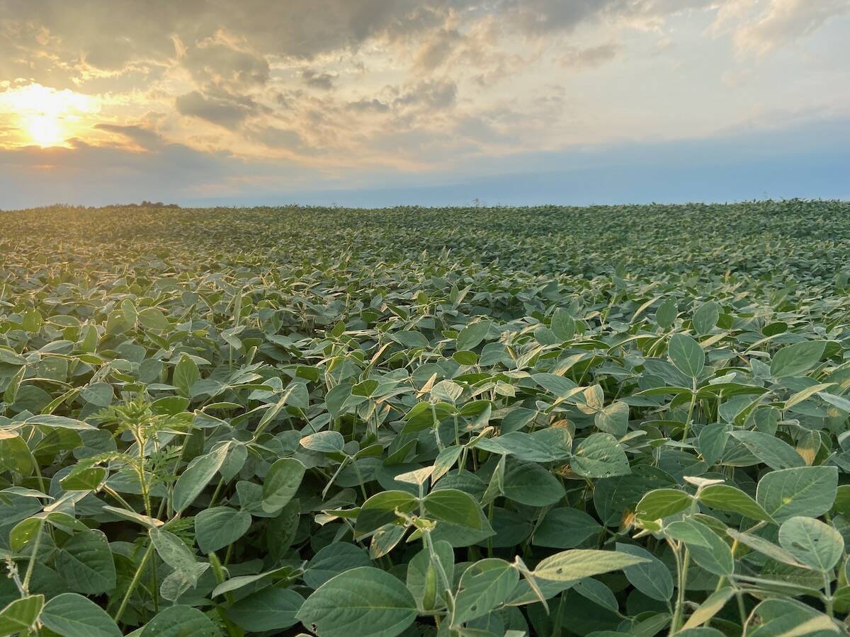 Canada’s soybean sector is looking for stability in an unstable trade landscape. Photo: John Greig