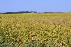 Soybeans mature near Brandon in fall 2024. Photo: Alexis Stockford