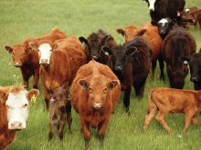 Cows and calves on pasture.