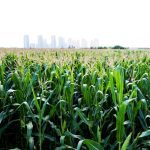 File photo of a Chinese cornfield. (Baona/iStock/Getty Images)