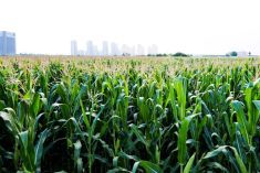 File photo of a Chinese cornfield. (Baona/iStock/Getty Images)
