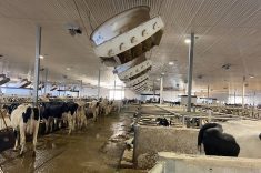 Fans are a critical part of decreasing heat stress in dairy cattle.
