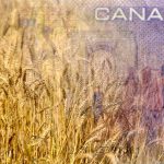 ‘With the grain and flour not moving fast, it’s bringing the price down.’ Photo: Singh_Lens/iStock/Getty Images
