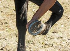 The living architecture of a horse hoof — laminae, fascia and blood vessels — is meant to stay in alignment with the bone.