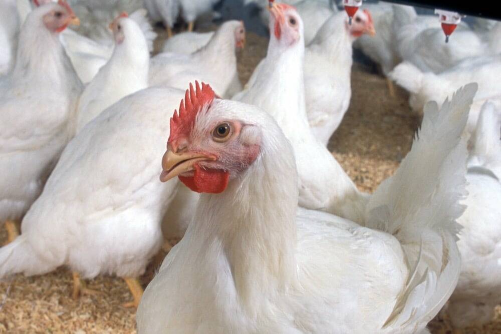 A chicken in a commercial poultry barn. Photo: Stephen Ausmus/ARS/USDA