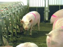 A sow stands in a group housing pen.