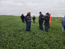 Clayton Breault (centre), a rancher from Ste. Rose du Lac, Man., stands in his polycropped field on June 23.