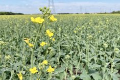 Prairie Crop Update with Bruce Burnett: 2025 edition