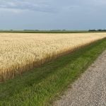 The carbon footprint of oats and barley grown in Saskatchewan is lower than the same crops grown elsewhere, according to new study from the Global Institute for Food Security. Photo: file