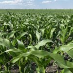 AgGronomyTV: Assessing crop nutrients when weather isn’t in your favour