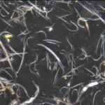 Bio-control nematodes. PHOTO: Persistent BioControl