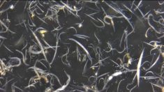 Bio-control nematodes. PHOTO: Persistent BioControl