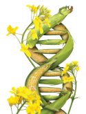 Canola flowers weave into a DNA helix image made up of corn cobs.
PHOTOS: WILDPIXEL, BOZENA_FULAWKA, OOYOO/ISTOCK/GETTY IMAGES