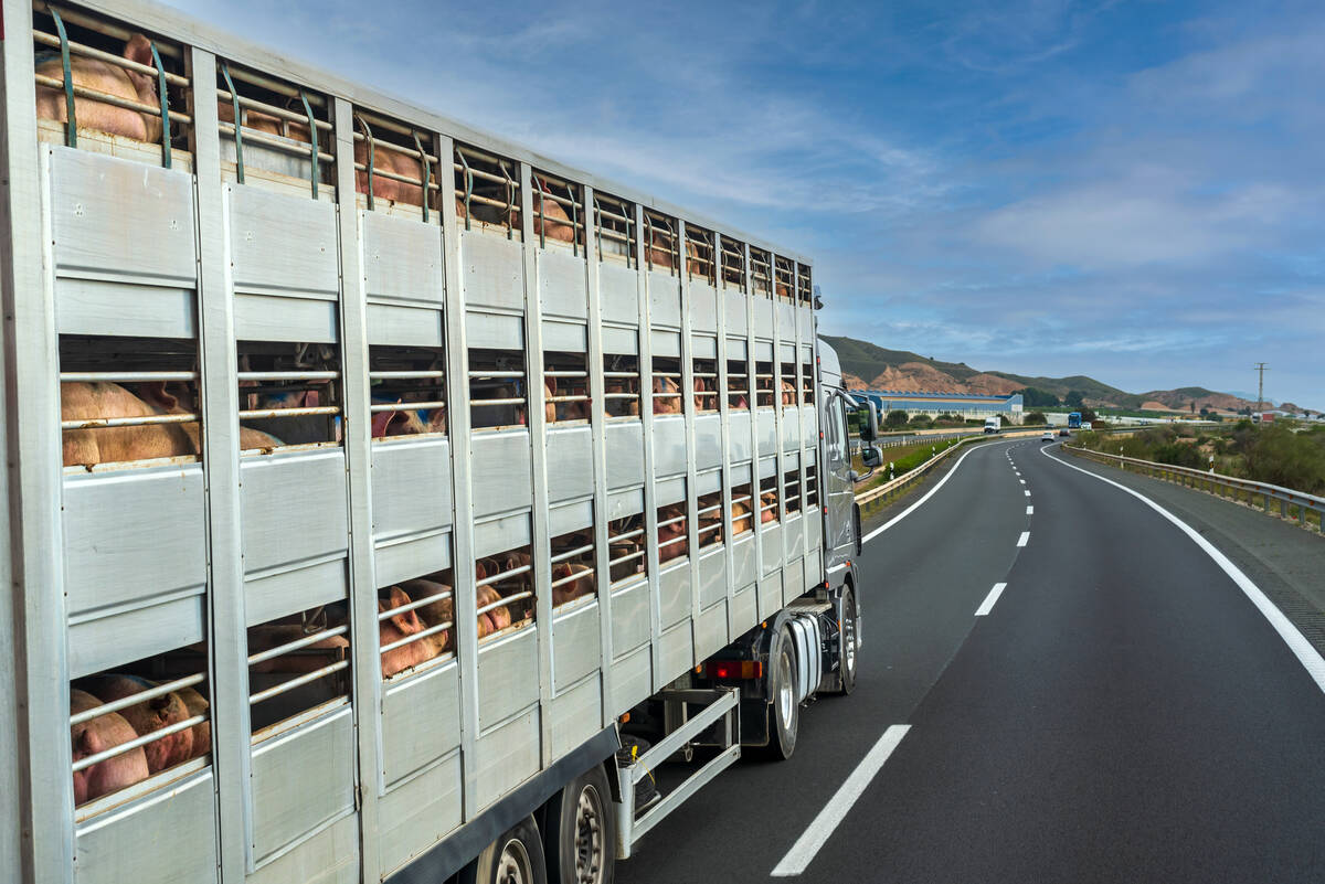 Stressful transport conditions and poor trailer design are leading to pig mortality, meat quality loss and financial penalties in the pork industry, according to a Canadian research scientist. Photo: Miguel Perfectti/GettyImages