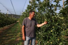 Giorgos Zeikos, apple farmer and president of the Agia apple producers&#8217; cooperative checks the fruits at an apple orchard in the village of Agia, in Thessaly, Greece, June 12, 2025. Photo: Reuters/Alexandros Avramidis
