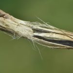 Scouting for sclerotinia at swathing lets producers know how much disease pressure is lurking so they can plan accordingly. PHOTO: CLINTON JURKE/CANOLA COUNCIL OF CANADA