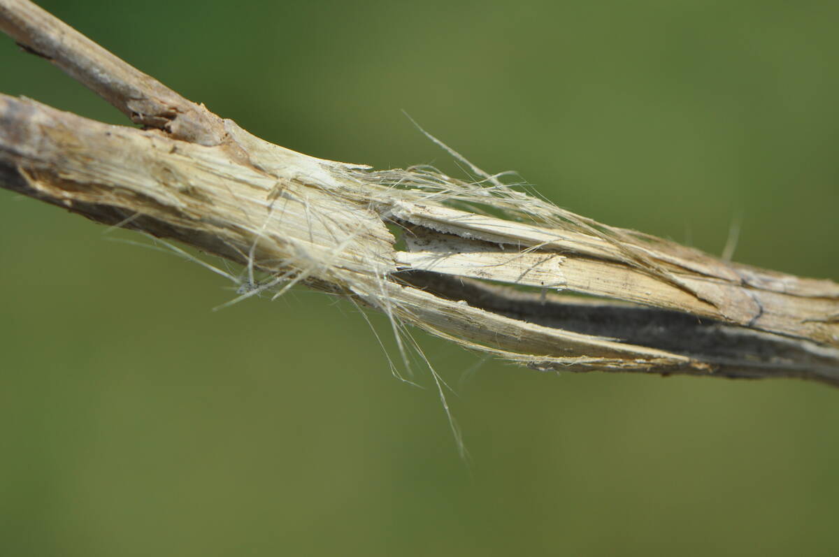 Scouting for sclerotinia at swathing lets producers know how much disease pressure is lurking so they can plan accordingly. PHOTO: CLINTON JURKE/CANOLA COUNCIL OF CANADA