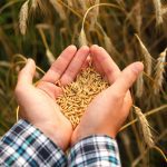 Grain pools in a farmer's hands.
Photo: Tetiana Strilchuk/istock/getty images