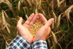 Grain pools in a farmer's hands.
Photo: Tetiana Strilchuk/istock/getty images