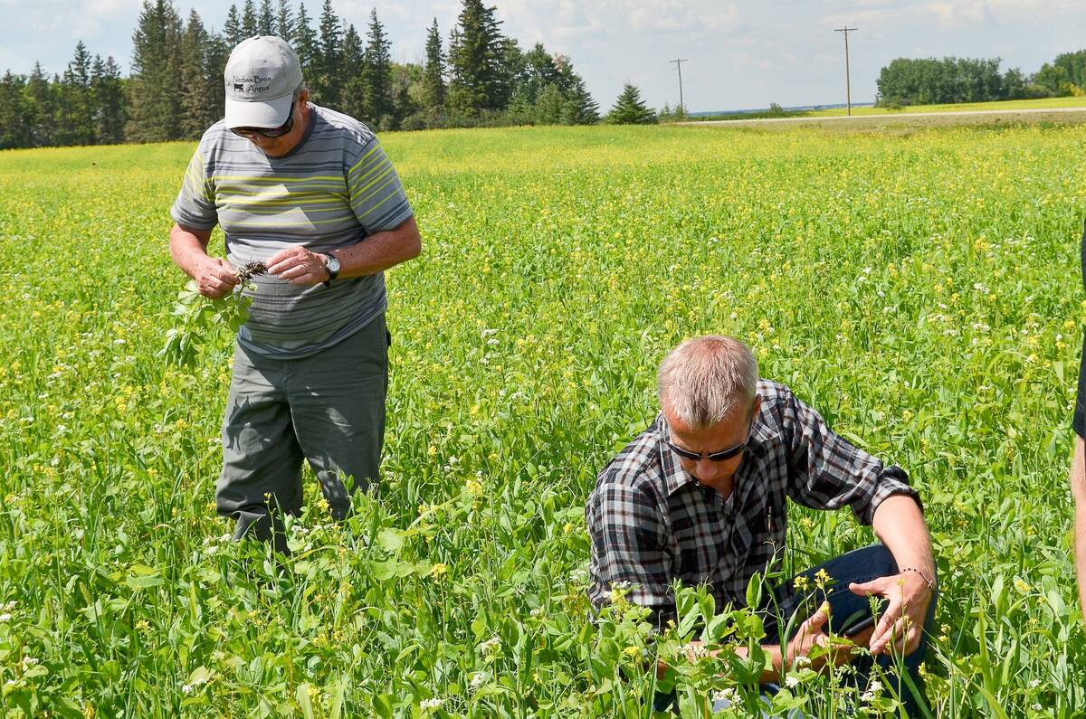 Attendees examine an organic green manure stand during a 2017 field tour in Manitoba. Managing fertility is a particular challenge on organic farms, one that industry hopes new options for struvite fertilizer will ease. Photo: File