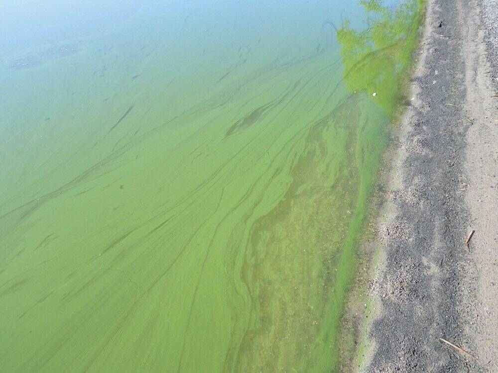 An algal bloom on Lake Winnipeg, photographed in 2017. Lake Winnipeg’s nutrient concentrations have been linked to increased algae problems. Photo: Government of Manitoba
