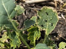 Crucifer flea beetles on the leaves of a canola plant.