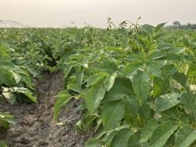 A potato crop grows near Elie, Man., in July. PHOTO: GREG BERG