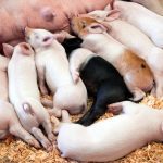 Research shows feeding extra lysine to pregnant gilts increases milk-producing tissue by 44 per cent.
Photo: catscandotcom/Getty Images
https://www.gettyimages.ca/detail/photo/litter-of-piglets-sleeping-royalty-free-image/186848389