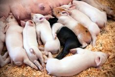 Research shows feeding extra lysine to pregnant gilts increases milk-producing tissue by 44 per cent.
Photo: catscandotcom/Getty Images
https://www.gettyimages.ca/detail/photo/litter-of-piglets-sleeping-royalty-free-image/186848389