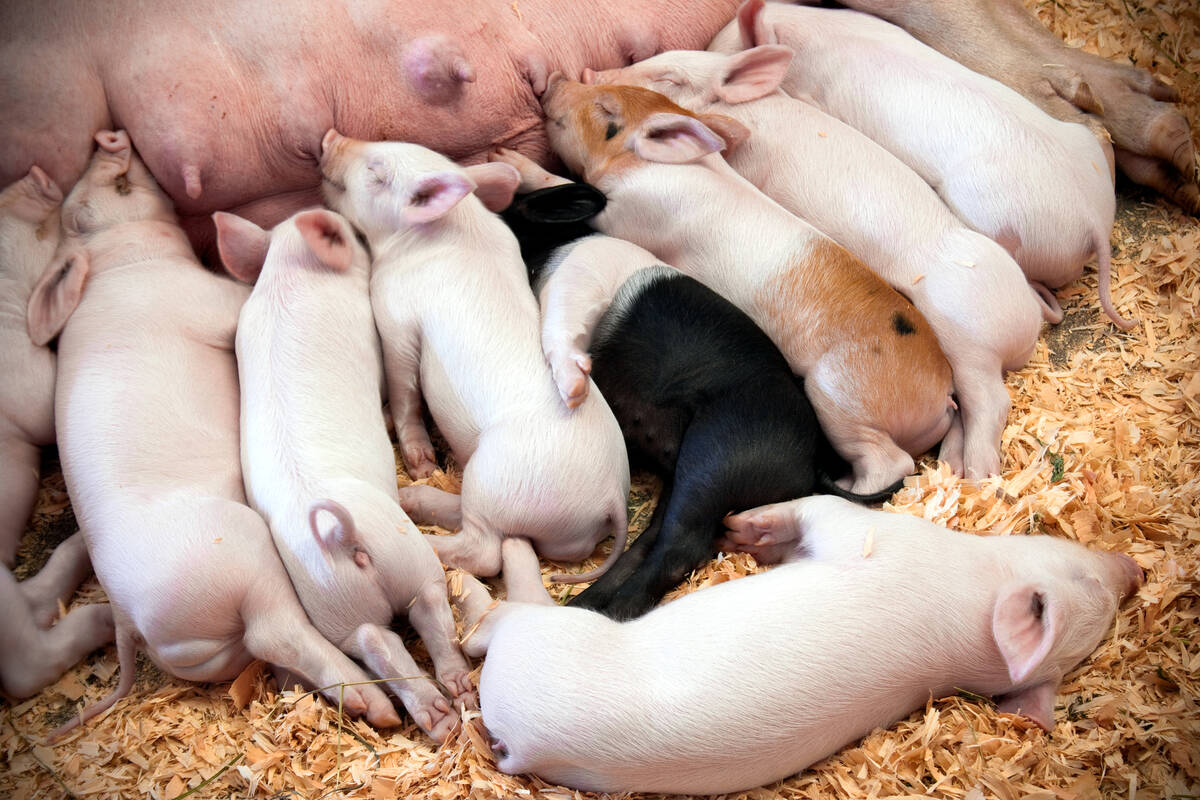 Research shows feeding extra lysine to pregnant gilts increases milk-producing tissue by 44 per cent.
Photo: catscandotcom/Getty Images
https://www.gettyimages.ca/detail/photo/litter-of-piglets-sleeping-royalty-free-image/186848389