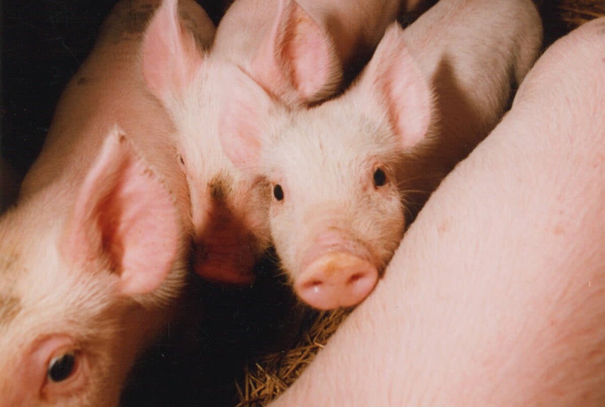 Setting piglets up for early success, including early and sufficient access to enough milk and colostrum, helps set that pig up for performance. Photo: File