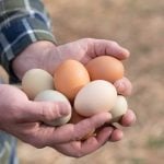 Male farmer collecting fresh, heirloom chicken eggs from the straw. Photo: Debby Lowe/iStock/Getty Images