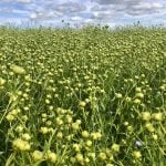 The Diverse Field Crops Cluster is a research project examining how to improve crop production while limiting nitrogen emissions. Crops such as camelina, carinata, flax (seen here), sunflower and mustard are the focus area of the project. Photo: Greg Berg