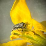 A cabbage seed pod weevil crawls over a canola flower. Photo: Abi Benson/Manitoba Agriculture

(Multi-use permission granted, maintain photo credit)
