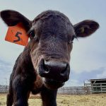 close up of calf in a corral, spring 2025. Photo: Janelle Rudolph
