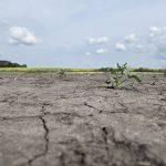 A dry patch in a canola field north of Neepawa, Man. on July 17, 2025. Photo: Miranda Leybourne