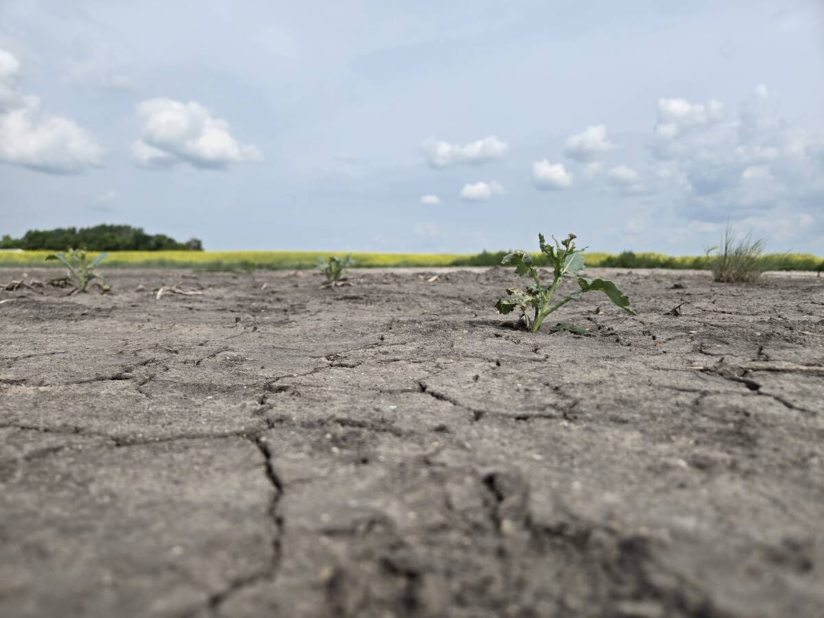 A dry patch in a canola field north of Neepawa, Man. on July 17, 2025. Photo: Miranda Leybourne