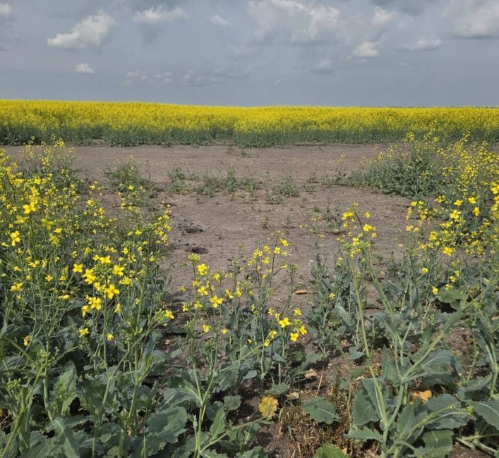 A canola field north of Neepawa, Man., shows a bare patch on July 17, 2025. Photo: Miranda Leybourne
