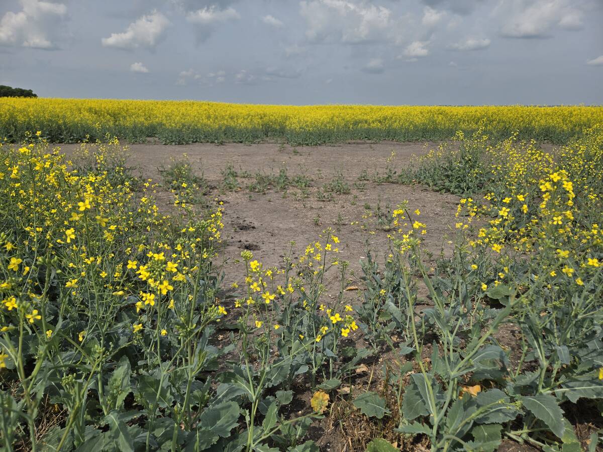 A canola field north of Neepawa, Man., shows a bare patch on July 17, 2025. Photo: Miranda Leybourne