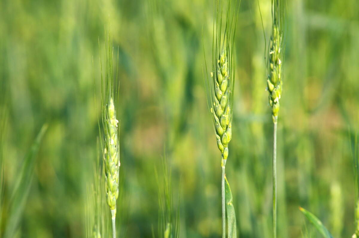 Spring wheat enters the flowering stage in central Manitoba in early July 2025. While some patches of Manitoba have been lucky enough to get rain, other areas are starting to see issues with kernel development. Photo: Alexis Stockford