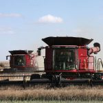 Canola harvest near Wilcox, Sask.