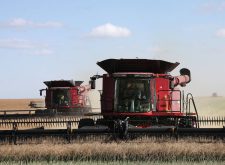 Canola harvest near Wilcox, Sask.