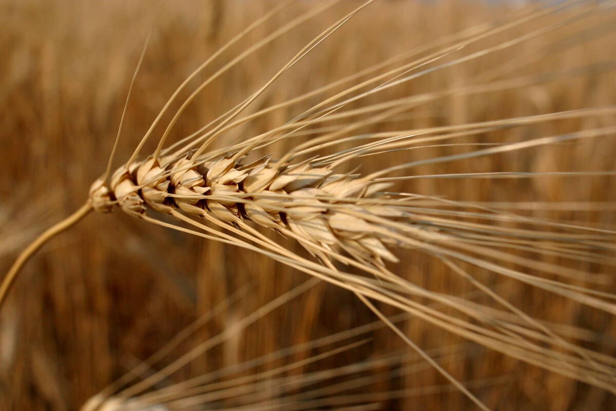 Ripe durum