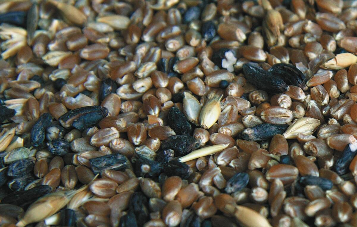 Ergot-darkened kernels are an unsightly problem for Canada’s international durum buyers. Photo: File