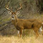White-tailed deer-buck Photo: twildlife/Getty Images