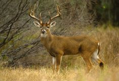 White-tailed deer-buck Photo: twildlife/Getty Images