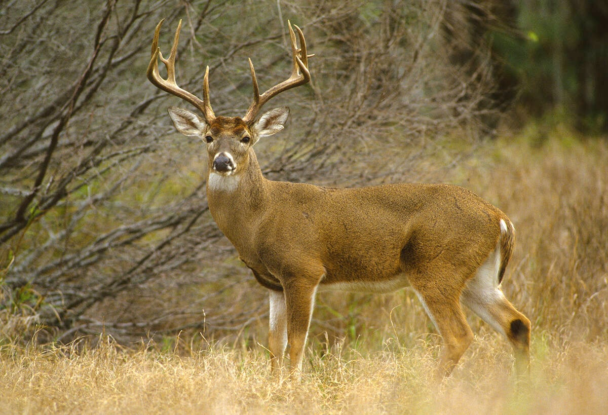 White-tailed deer-buck Photo: twildlife/Getty Images