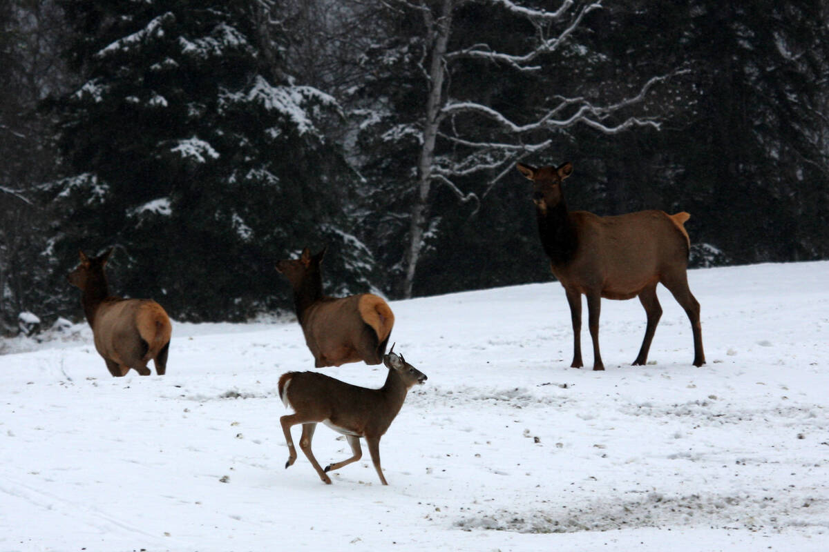 Elk and deer can appear together in close proximity, complicating efforts to control the spread of disease impacting both species. Photo: Ryan Brook/University of Saskatchewan