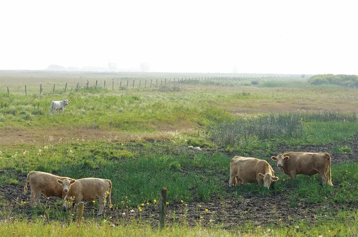 Cattle graze in a dry pasture.